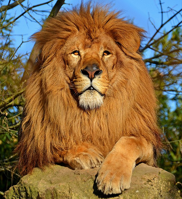 Sammanfattning av Caspian, prins av Narnia av C.S. Lewis
